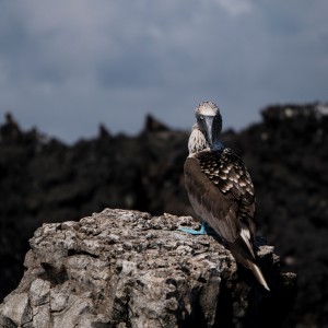 penetrante azul